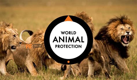 world animal protection scandal|New report from World Animal Protection says cruel, .
